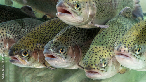 Fotografie rainbow river trout in a large aquarium