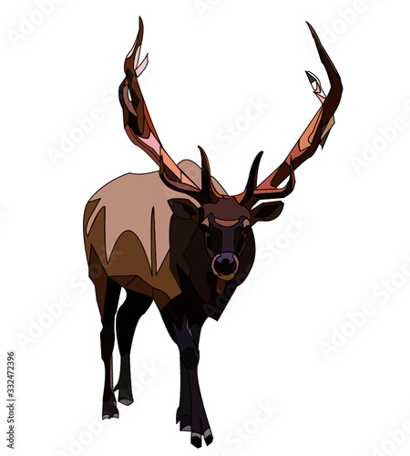 elk