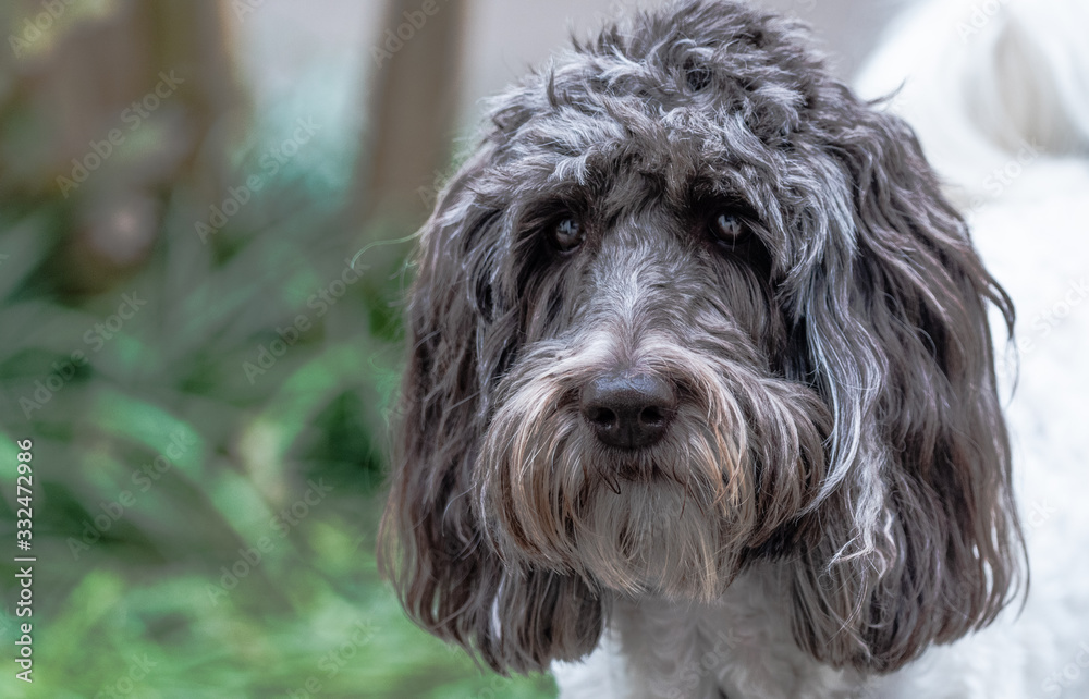 Labradoodle brown and white close-up face shot Labradoodle brown and white close-up face shot