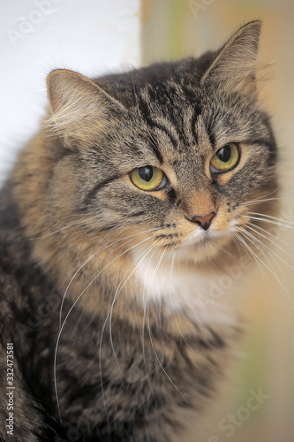 fluffy brown with white cat