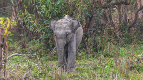 Photography Young Asian Elephant at Kaziranga National Park, Assam