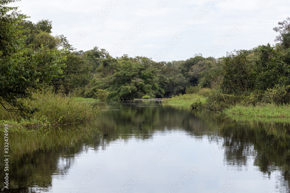 amazon forest from within