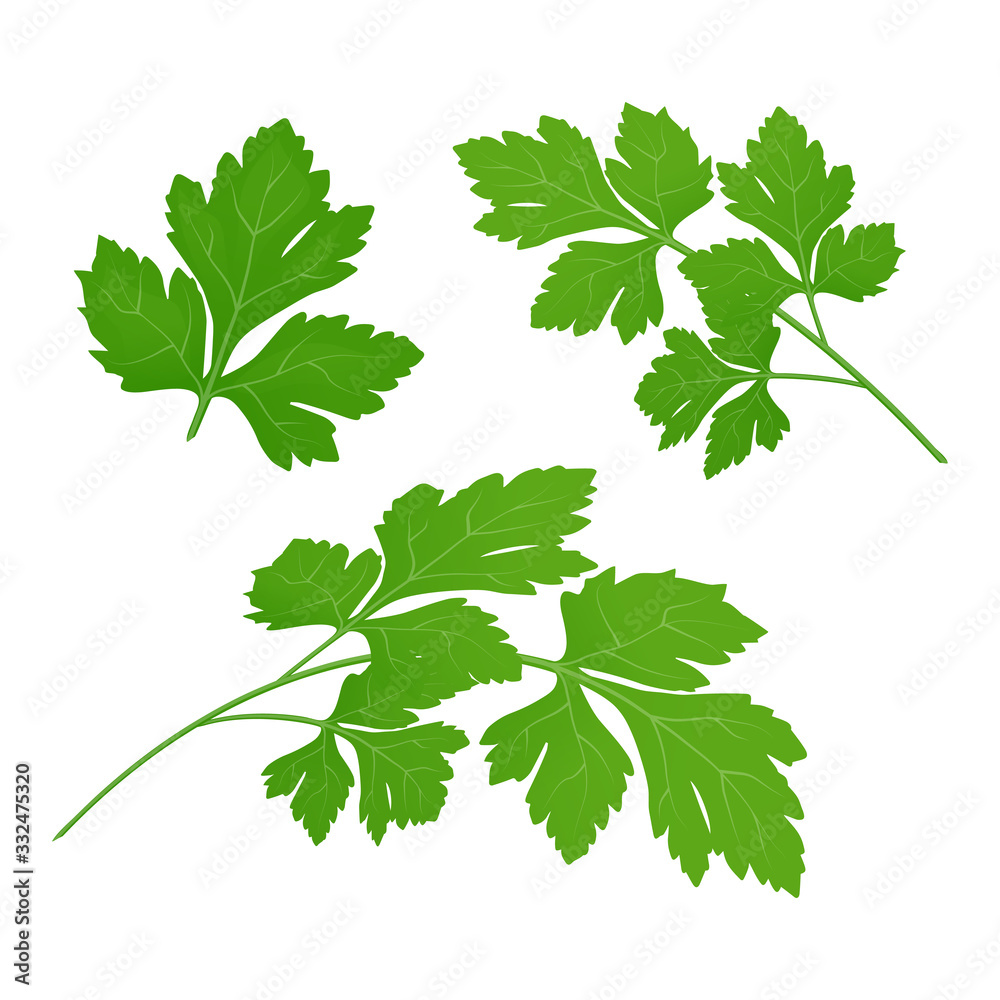 Fresh green parsley leaves on white background. Parsley isolated. Vector illustration. Fresh green parsley leaves on white background. Parsley isolated. Vector illustration.