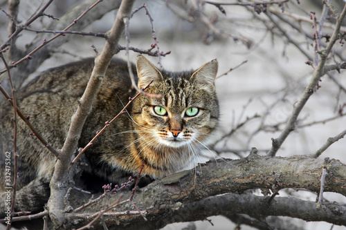 Beautiful cat with green eyes. Cat on a tree