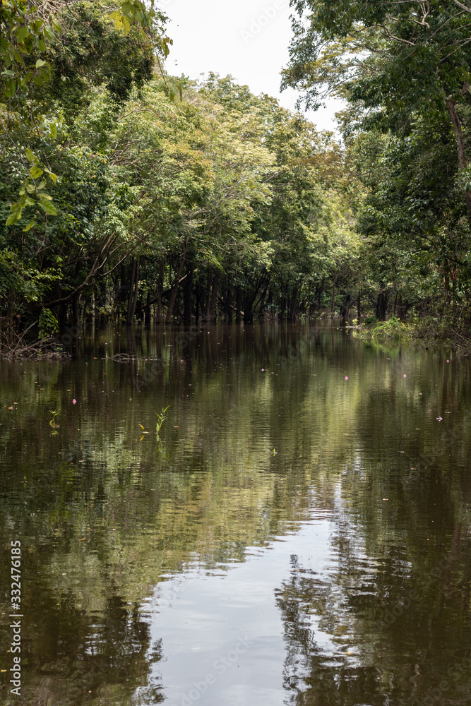 amazon forest from within