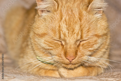 Beautiful red cat is sleeping. Cat close up
