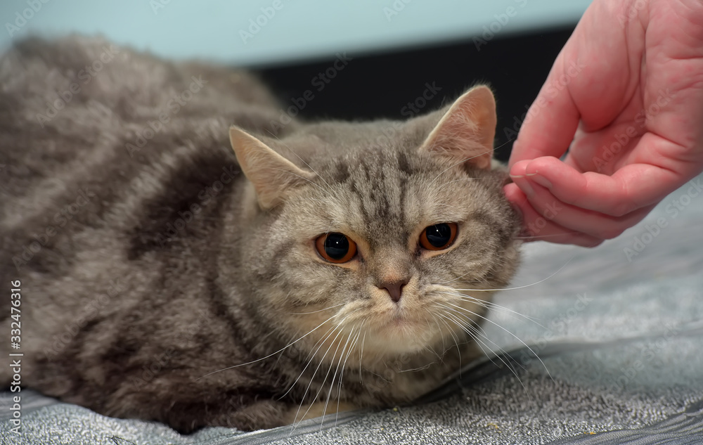 gray   british cat with orange eyes