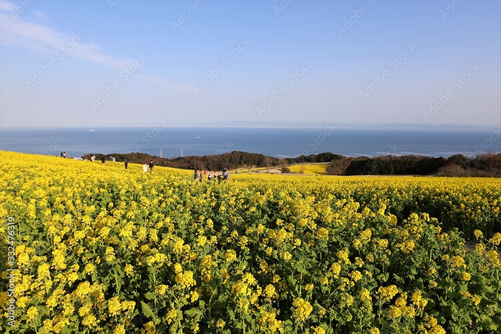 あわじ花さじき　菜の花畑