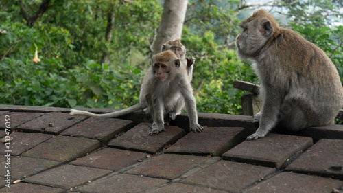 .observation of the behavior and habits of wild monkeys in the forests and jungles of the world.