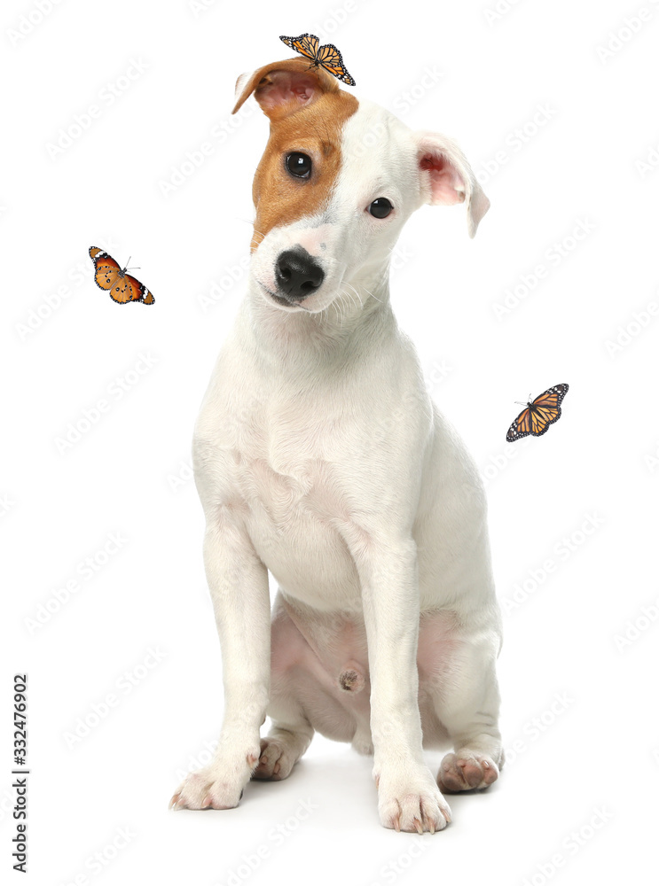 Cute Jack Russel Terrier and butterflies on white background. Lovely dog Cute Jack Russel Terrier and butterflies on white background. Lovely dog