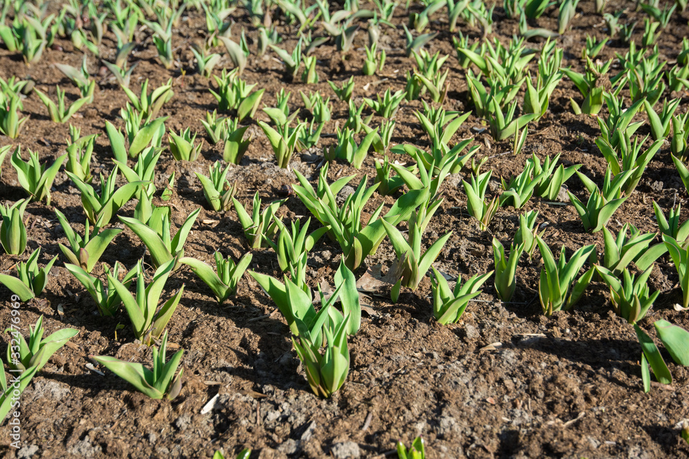 Plantation of tulips. Sprouts of tulips in early spring. Green leaves of bulbous plants. Plantation of tulips. Sprouts of tulips in early spring. Green leaves of bulbous plants.