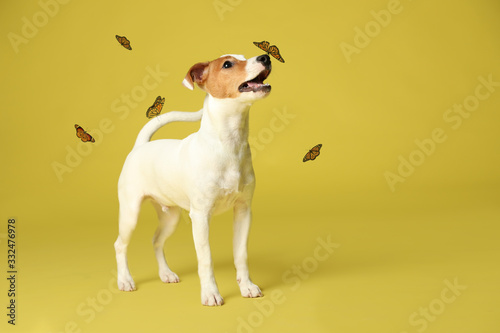 Cute Jack Russel Terrier and butterflies on yellow background. Lovely dog