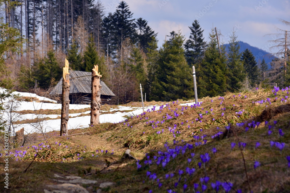 Ł.ąki kwitnących krokusów w Tatrach, wiosna - obrazy, fototapety, plakaty 