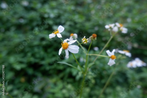 white flowers