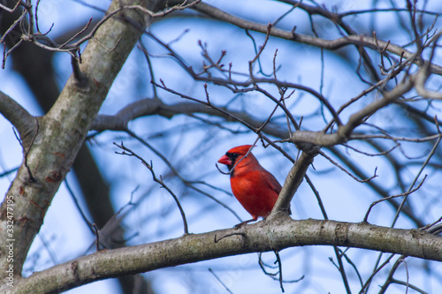 Male cardinal on a branch © TRBeattie