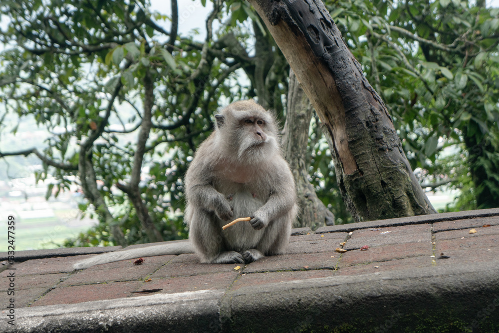 Fototapeta premium .observation of the behavior and habits of wild monkeys in the forests and jungles of the world.