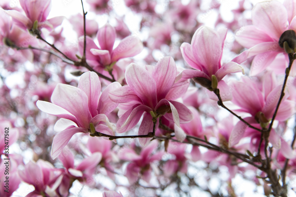 Saucer magnolia tree in bloom