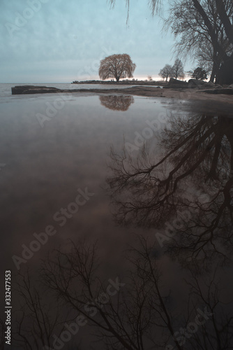 Edgewater Park Tree in the Metroparks in Cleveland Ohio