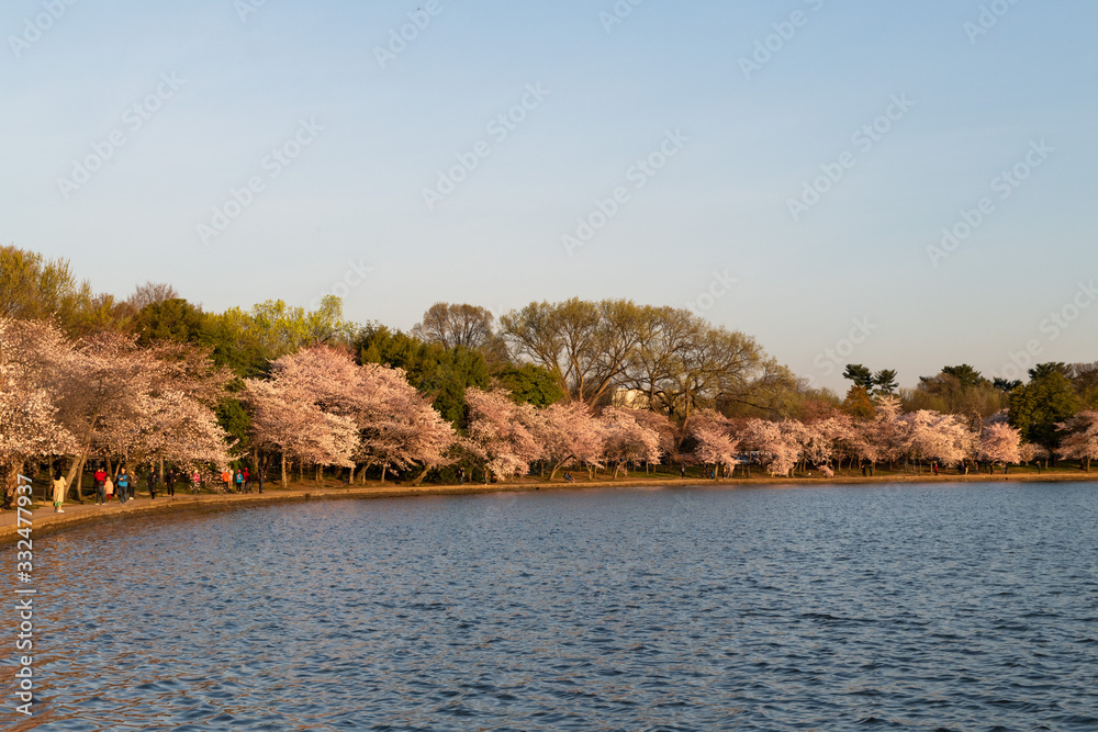 Cherry blossoms by pond at sunrise
