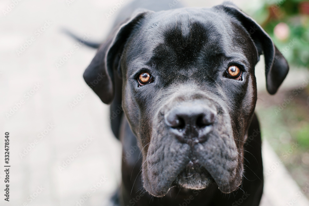 Cane corso. Beautiful purebred black dog looking to the camera close up