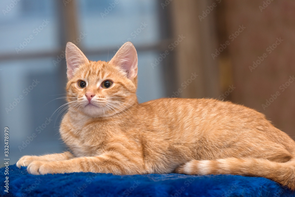 beautiful red cat lies on blue