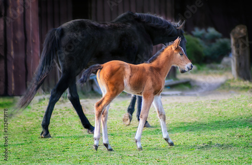Black horse female with foal in a farm yard in spring