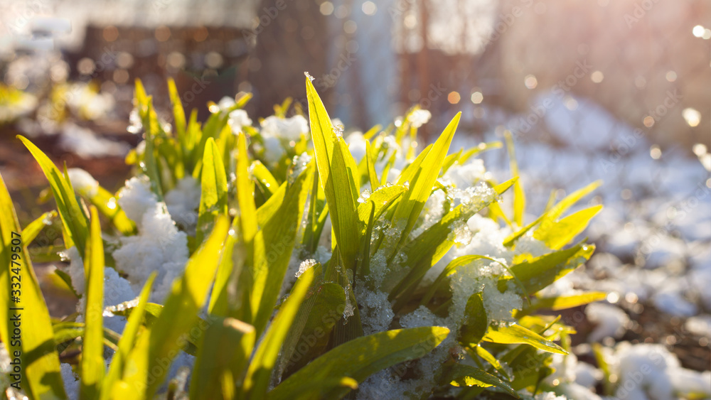 Obraz premium the first sprouts of spring flowers grow from under the snow in the morning sun. season change the arrival of spring close-up