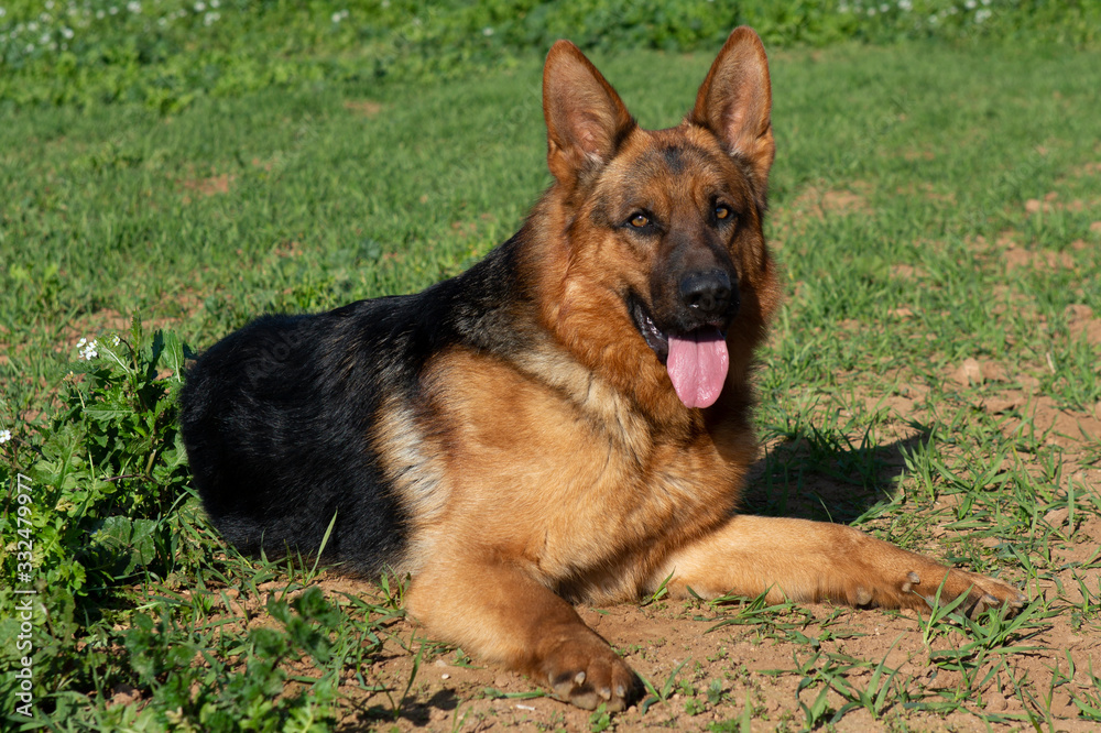 German shepherd dog lying down