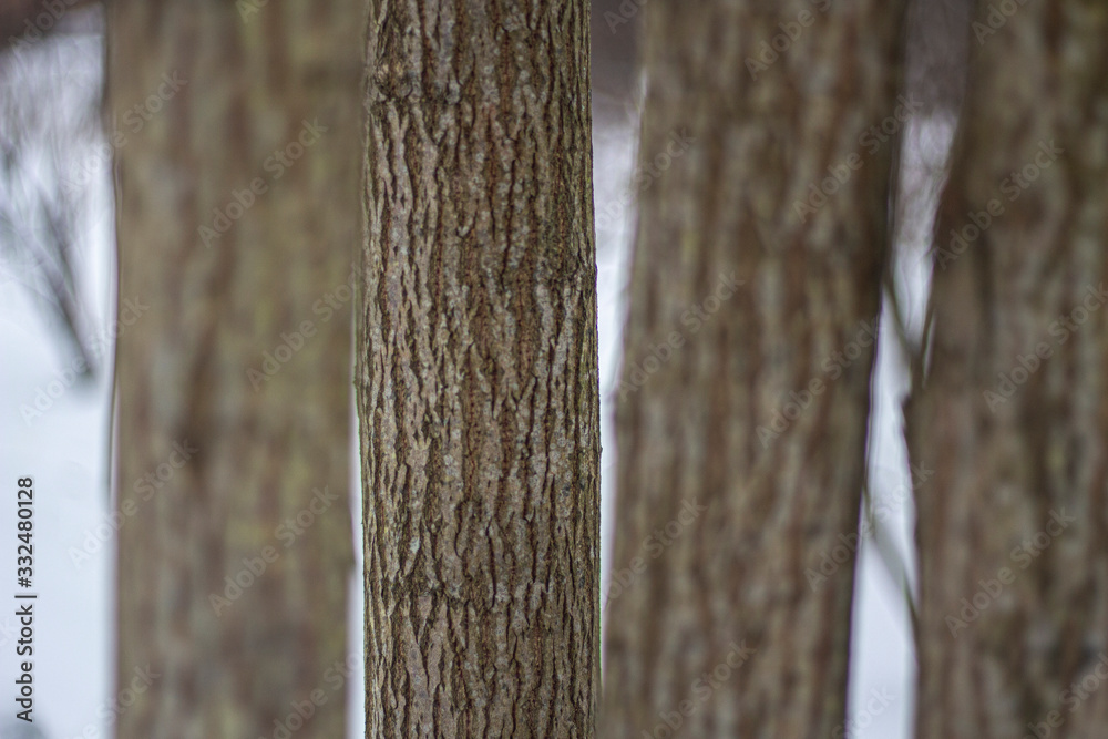 Fototapeta premium Texture of tree bark.