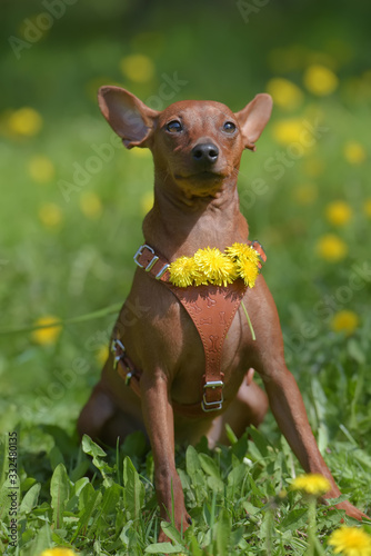 Miniature pinscher with uncut ears in the park