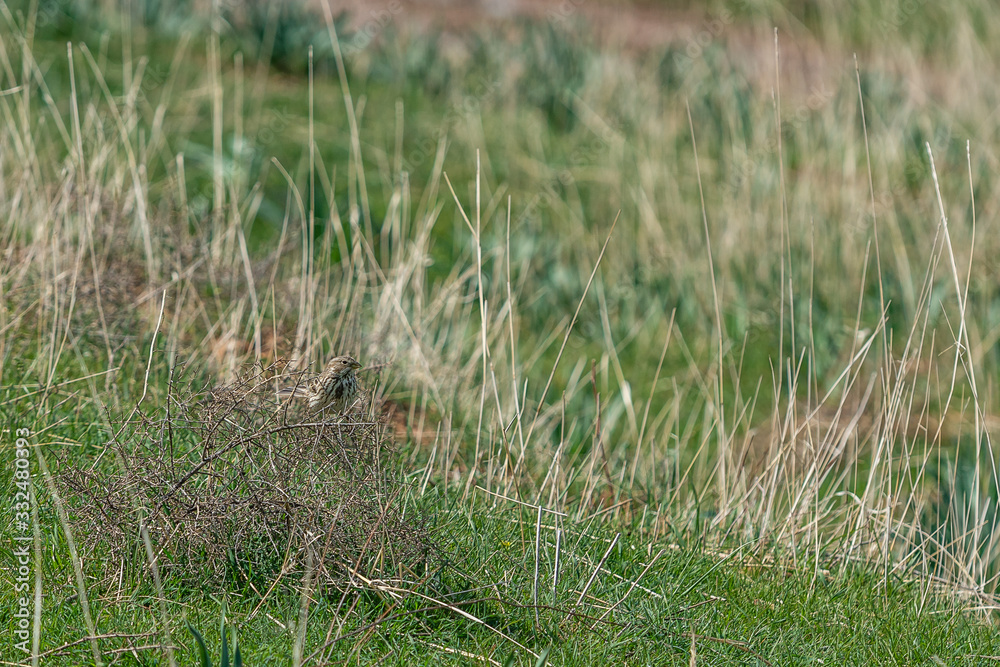 emberiza calandra. bird in the meadow