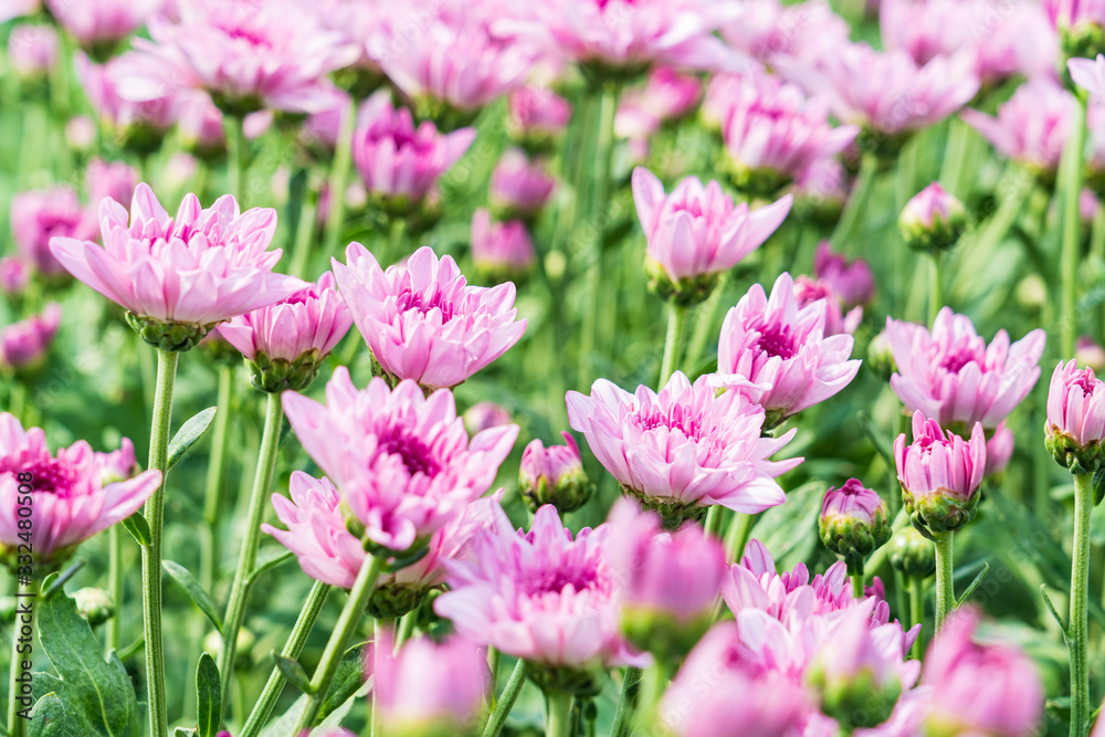 Beautiful pink daisy flower in green field background Beautiful pink daisy flower in green field background