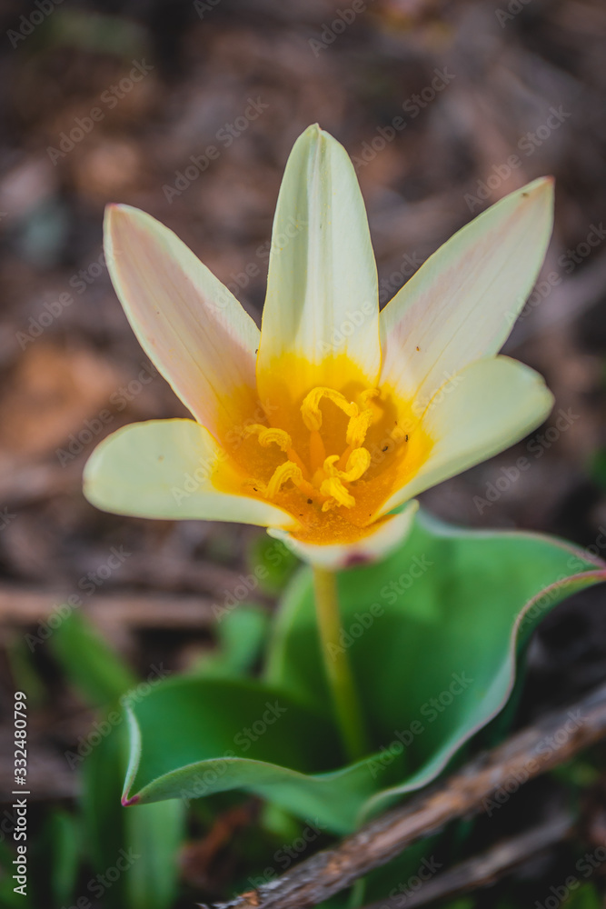 snowdrop in the mountains. mountain flowers. snowdrop in the mountains. mountain flowers.