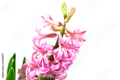 Pink hyacinth flower on an isolated background.