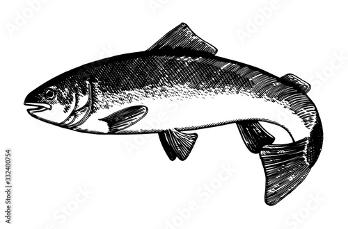 Hand drawing fish, vector. Pencil, ink, marker on paper. In motion isolated. Natural habitat, vivo. On a white background.
