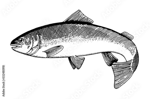 Hand drawing fish vector. Pencil, paper, felt-tip pen. Isolated object on a white background. Fish in motion, in vivo. Pond, river, sea. Wags tail, floats. A simple sketch.