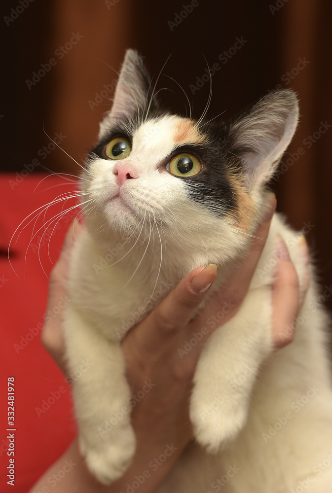 tricolor cat in her arms tricolor cat in her arms
