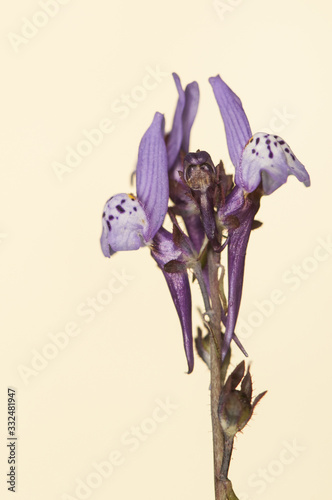 Linaria amethystea amethyst toadflax small purple and white flower with little dragon look out of focus green background photo