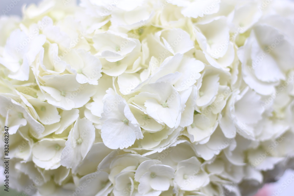 white hydrangea floral background, screensaver on your desktop white hydrangea floral background, screensaver on your desktop