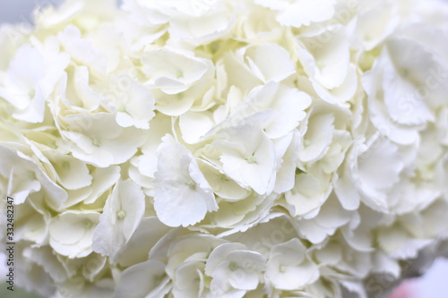 white hydrangea floral background, screensaver on your desktop © Hanna