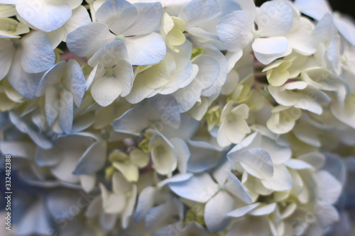 white hydrangea flowers delicate romantic floral background © Hanna