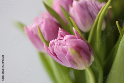 pink tulips on white background © Hanna