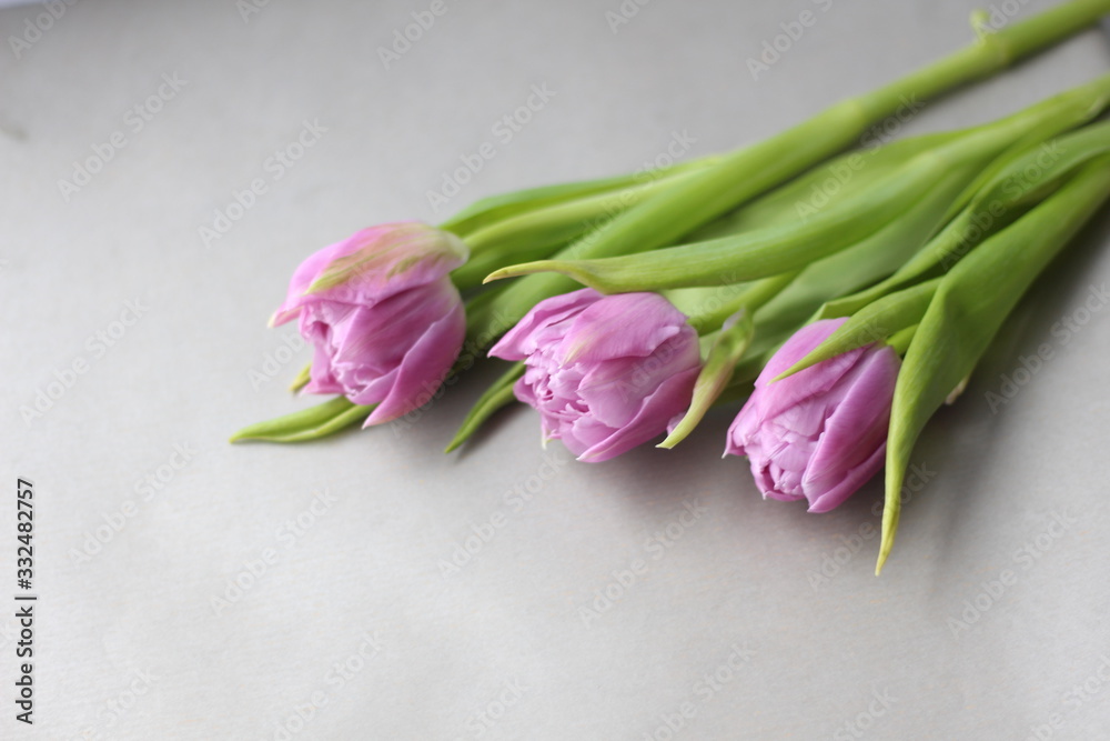 Fototapeta premium pink tulips on white background