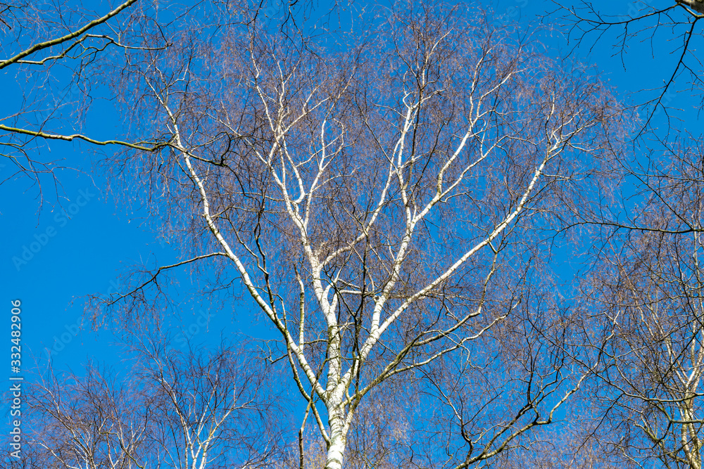 Birch with white bark and branches without leaves against a very bright blue sky on a sunny spring day. Beautiful nature minimalism with bright colors. Birch with white bark and branches without leaves against a very bright blue sky on a sunny spring day. Beautiful nature minimalism with bright colors.