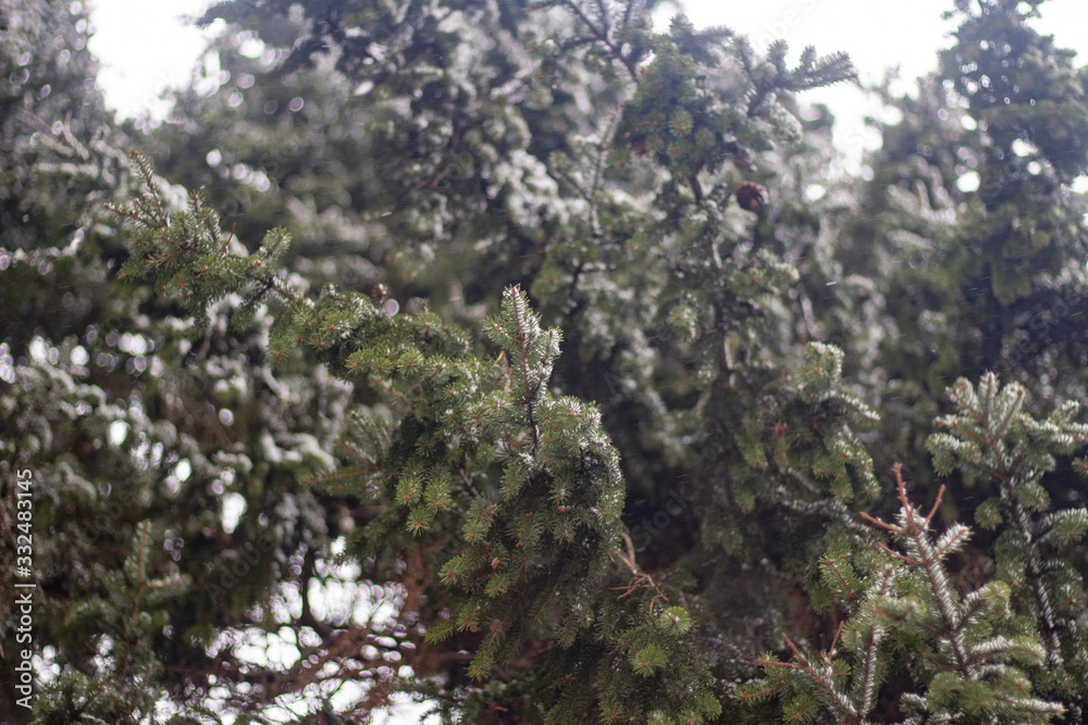 Trees in the winter. Spruce forest. Trees in the winter. Spruce forest.