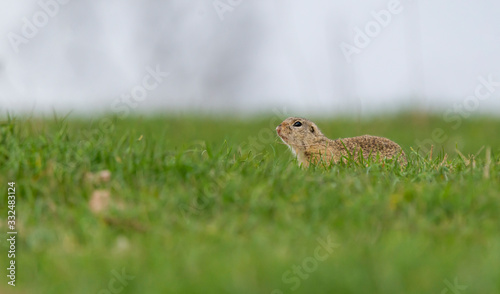 European ground squirrel (Spermophilus citellus) in natural habitat