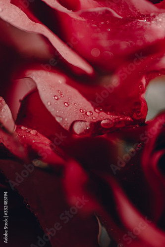 Macro pink red roses with water drops on petals. Close up. Harsh sunlight. Direct sunlight. Water drops on flowers. Beautiful flowers. Rose petal layers. Home garden. Green leaves. Rose buds. Blossom