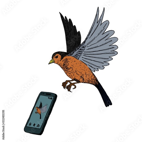 bird of prey