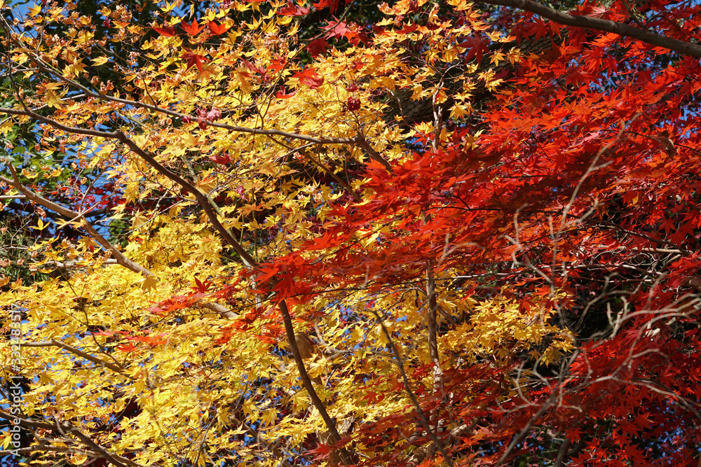 日本楓の紅葉風景