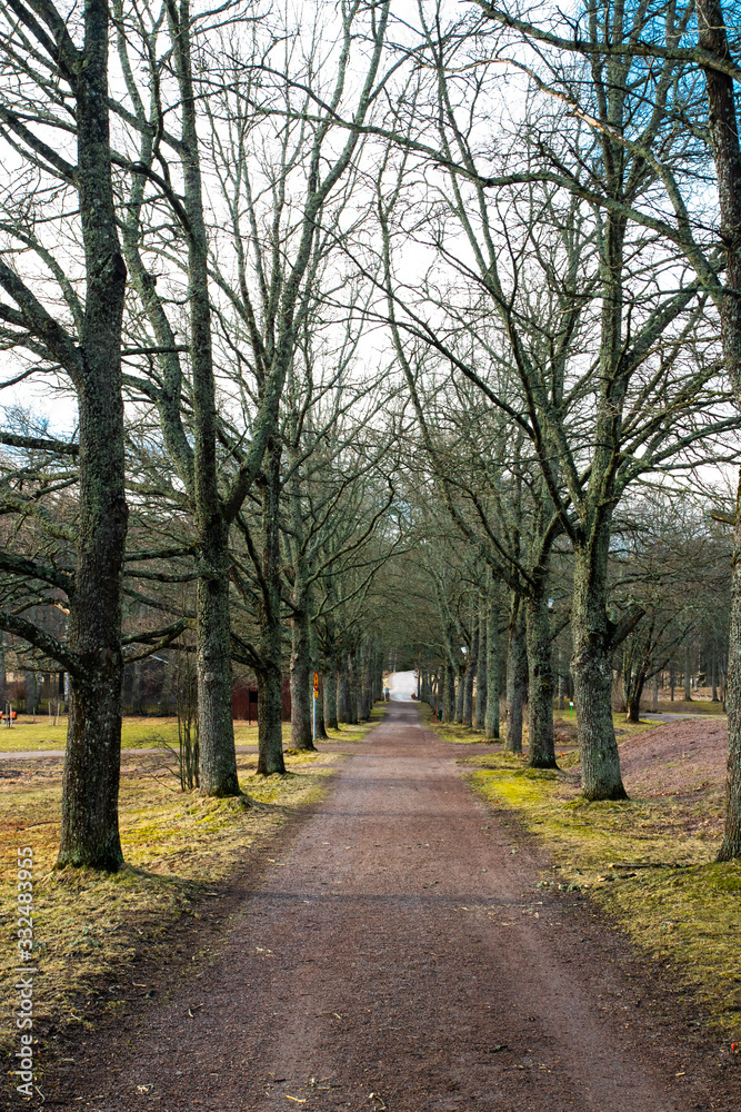 Alley with bare trees is in the park at spring.